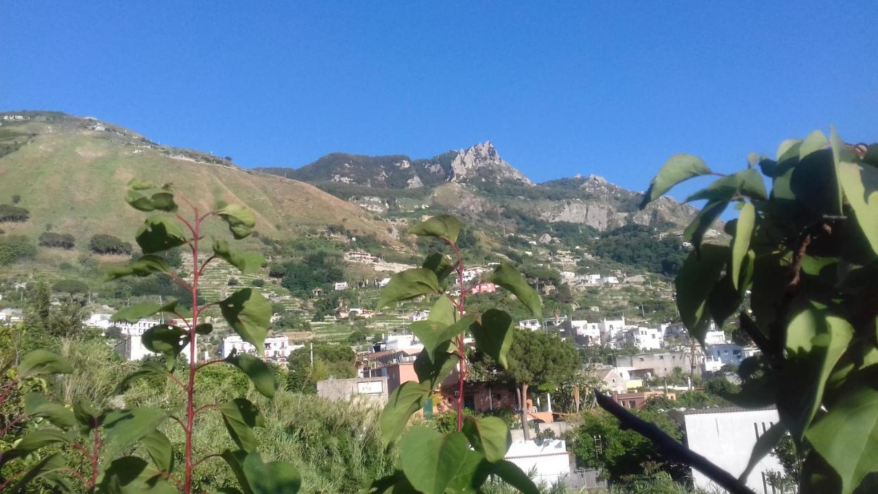 Villa Thomas Bb Conduzione Familiare Forio di Ischia Zewnętrze zdjęcie